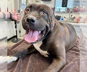 American Bulldog-Unknown Mix Dogs for adoption in Rosenberg, TX, USA