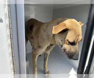 German Shepherd Dog-Unknown Mix Dogs for adoption in Houston, TX, USA
