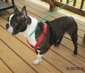 Boston Terrier Dogs for adoption in Rutherfordton, NC, USA