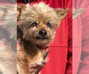 Mutt Dogs for adoption in Longview, WA, USA