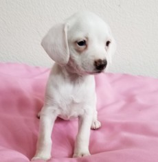 Chiweenie Dogs for adoption in Stockton, CA, USA