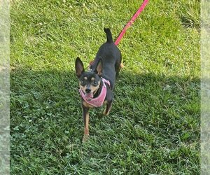 Chihuahua Dogs for adoption in Godfrey, IL, USA