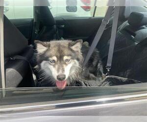Siberian Husky-Unknown Mix Dogs for adoption in San Antonio, TX, USA