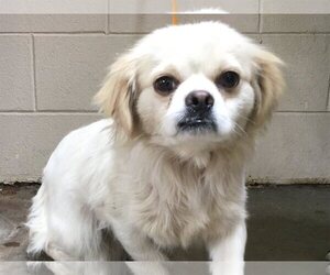 Tibetan Terrier Dogs for adoption in pomona, CA, USA