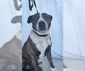 American Pit Bull Terrier-Unknown Mix Dogs for adoption in Bakersfield, CA, USA