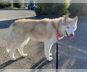 Medium Photo #1 Siberian Husky Puppy For Sale in Santa Rosa, CA, USA