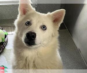 Siberian Husky Dogs for adoption in Orange, CA, USA