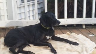 Plott Hound-Unknown Mix Dogs for adoption in Greenback, TN, USA