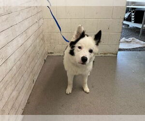 Australian Shepherd-Unknown Mix Dogs for adoption in San Bernardino, CA, USA