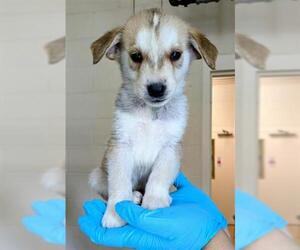 Pyrenees Husky Dogs for adoption in Frisco, CO, USA