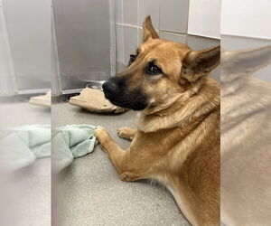 German Shepherd Dog-Unknown Mix Dogs for adoption in Las Vegas, NV, USA