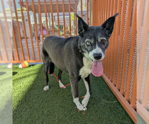 Border Collie-Siberian Husky Mix Dogs for adoption in Las Vegas, NV, USA