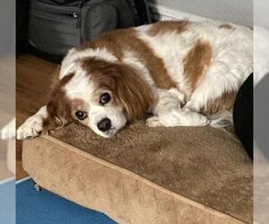 Cavalier King Charles Spaniel Dogs for adoption in Lake Forest, CA, USA