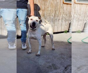 Bulloxer Dogs for adoption in Shillington, PA, USA