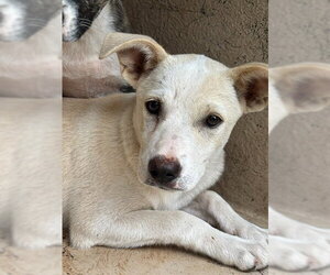 German Shepherd Dog-Unknown Mix Dogs for adoption in Oklahoma City, OK, USA