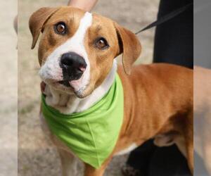 American Staffordshire Terrier-Unknown Mix Dogs for adoption in San Antonio, TX, USA