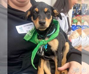 Spaniel-Unknown Mix Dogs for adoption in Washington, DC, USA