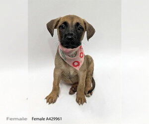Labrador Retriever Dogs for adoption in Conroe, TX, USA