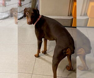 Doberman Pinscher Dogs for adoption in Rancho Cucamonga, CA, USA