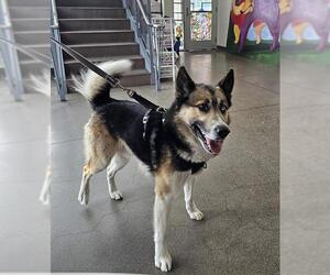 German Shepherd Dog-Siberian Husky Mix Dogs for adoption in Berkeley , CA, USA