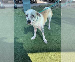 Great Pyrenees-Unknown Mix Dogs for adoption in Pasadena, TX, USA
