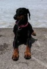 Doberman Pinscher Dogs for adoption in Red Lodge, MT, USA
