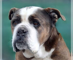 Bulldog-Unknown Mix Dogs for adoption in Pasadena, CA, USA