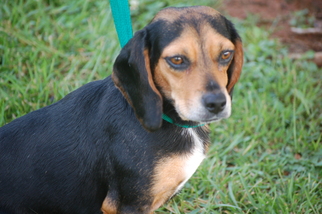 Medium Photo #1 Beagle Puppy For Sale in Winder, GA, USA