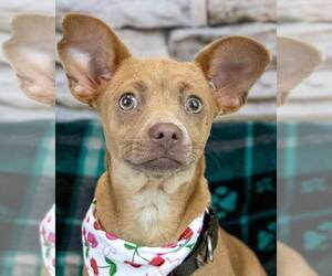 Medium Photo #6 Chihuahua-Unknown Mix Puppy For Sale in Kennesaw, GA, USA