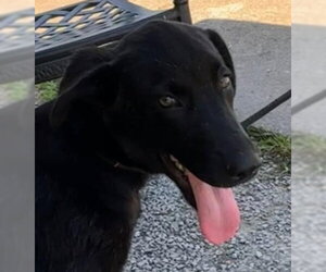 Mutt Dogs for adoption in Canton, CT, USA