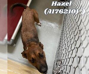 German Shepherd Dog-Unknown Mix Dogs for adoption in Tulsa, OK, USA