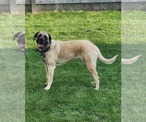 Mastiff Dogs for adoption in Sioux Falls, SD, USA