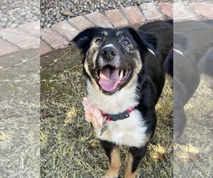 Australian Shepherd-Unknown Mix Dogs for adoption in Phoenix, AZ, USA