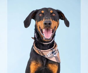 Doberman Pinscher Dogs for adoption in Pasadena, CA, USA