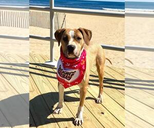 Mutt Dogs for adoption in Spring Lake, NJ, USA