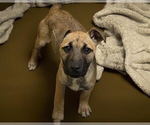 Medium Photo #1 German Shepherd Dog Puppy For Sale in Tulsa, OK, USA