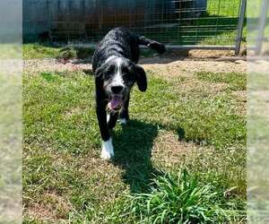 Labrador Retriever-Unknown Mix Dogs for adoption in pomfret, CT, USA