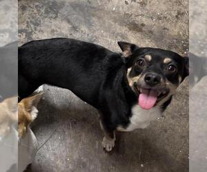 Chihuahua-Unknown Mix Dogs for adoption in San Antonio, TX, USA