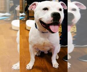American Pit Bull Terrier Dogs for adoption in Elgin, IL, USA
