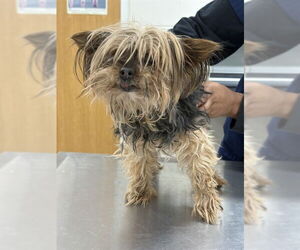 Mutt Dogs for adoption in Forestville, MD, USA