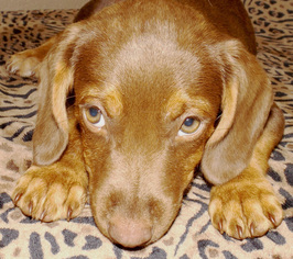 Medium Photo #1 Doberman Pinscher-Unknown Mix Puppy For Sale in Oxford, MS, USA