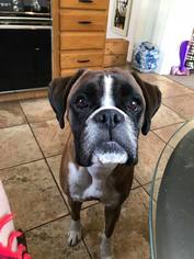 Boxer Dogs for adoption in Lockport, NY, USA
