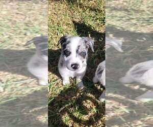 Border Collie-Unknown Mix Dogs for adoption in Brewster, NY, USA