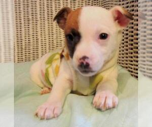 Jack Russell Terrier Dogs for adoption in Grovertown, IN, USA