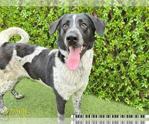 German Shorthaired Pointer-Pointer Mix Dogs for adoption in West Palm Beach, FL, USA