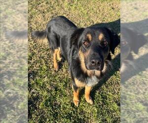 Shepradors Dogs for adoption in Conroe, TX, USA