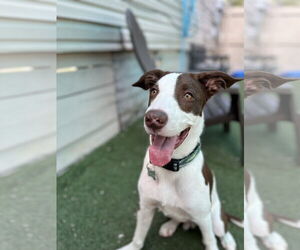 Labrador Retriever-Unknown Mix Dogs for adoption in New Orleans, LA, USA