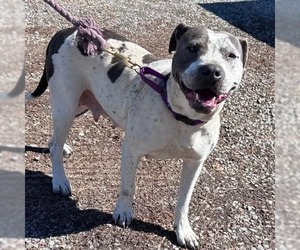 American Pit Bull Terrier-Unknown Mix Dogs for adoption in Rustburg, VA, USA