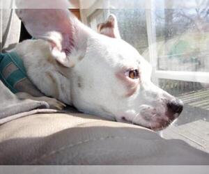 Boston Huahua Dogs for adoption in Aurora, IN, USA