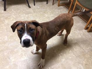 Boxer Dogs for adoption in Pierceton , IN, USA